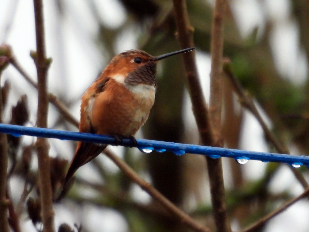 Rufous Hummingbird - ML644818500
