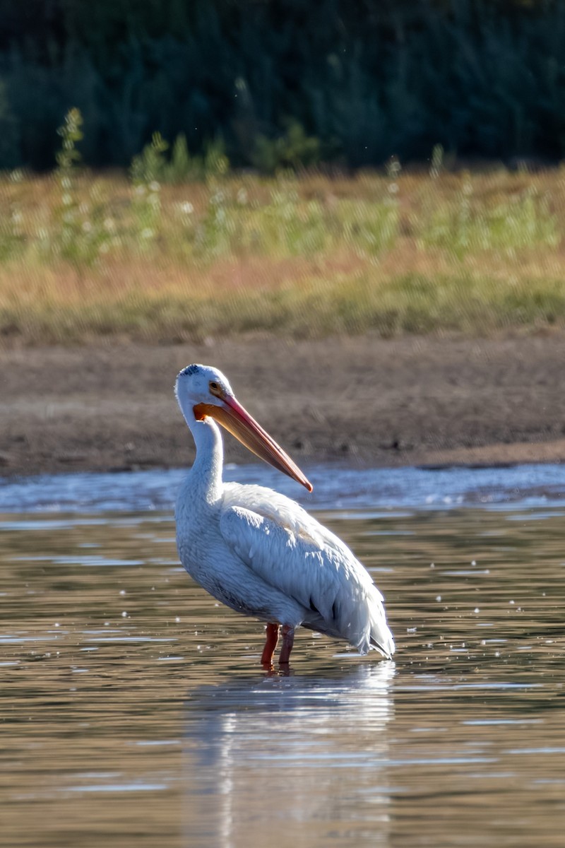 Amerika Pelikanı - ML644818503