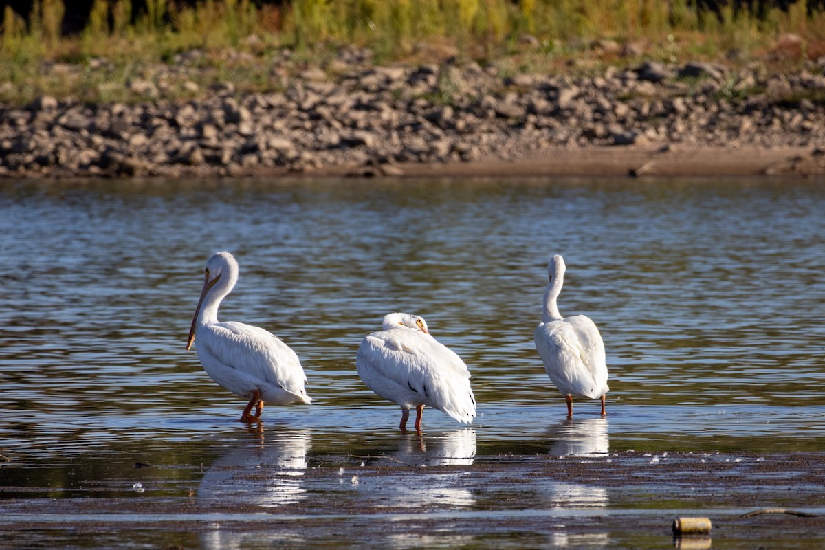 Amerika Pelikanı - ML644818504