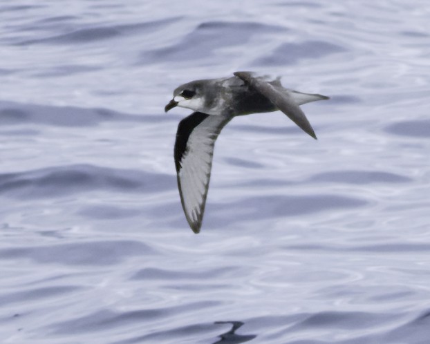 Pétrel maculé - ML644818532