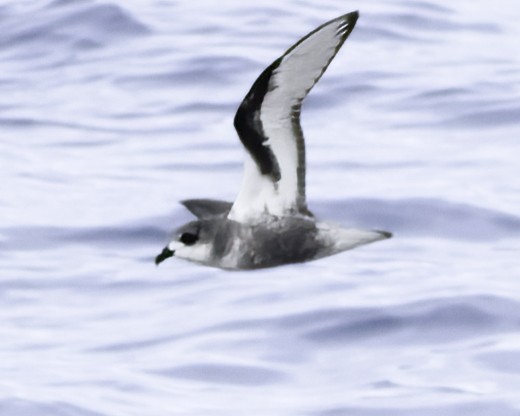 Pétrel maculé - ML644818533