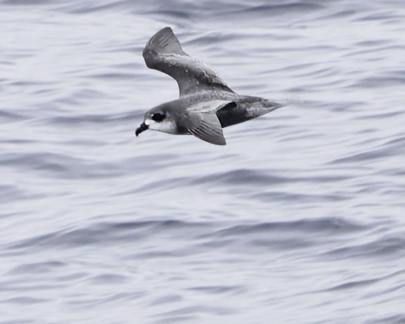 Pétrel maculé - ML644818534
