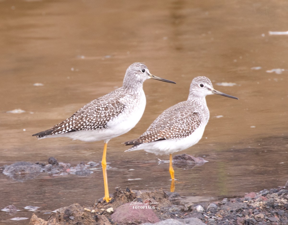 Greater Yellowlegs - ML644818535