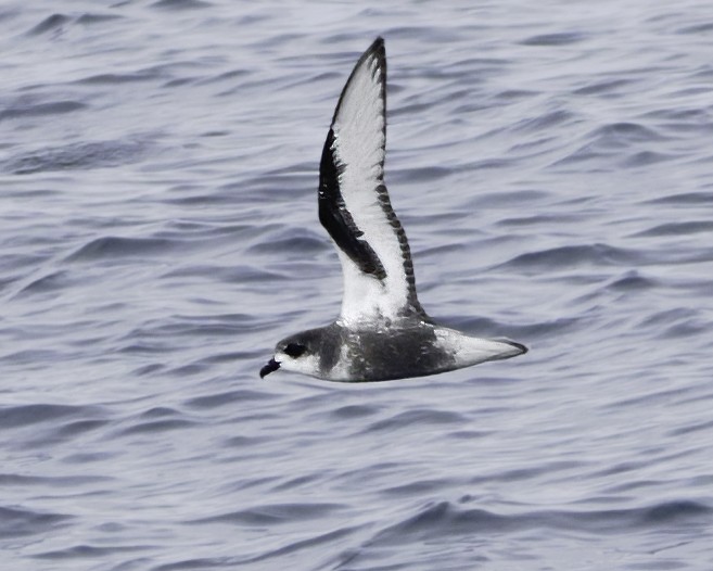 Pétrel maculé - ML644818536