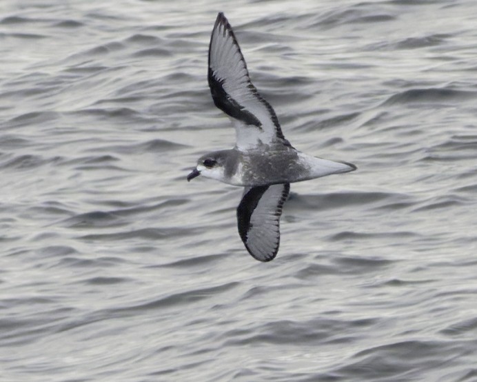 Pétrel maculé - ML644818537