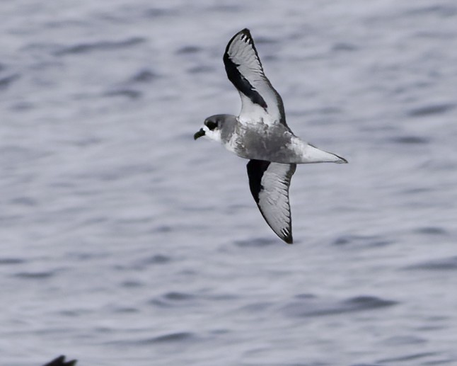 Pétrel maculé - ML644818539