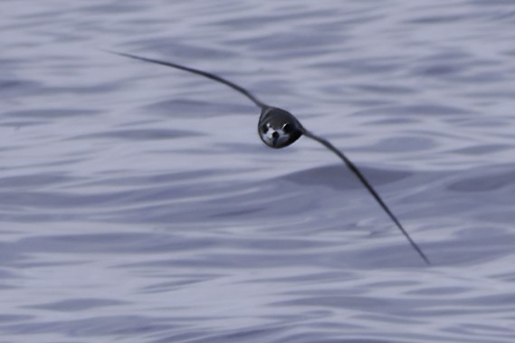 Pétrel maculé - ML644818540