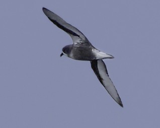 Pétrel maculé - ML644818541