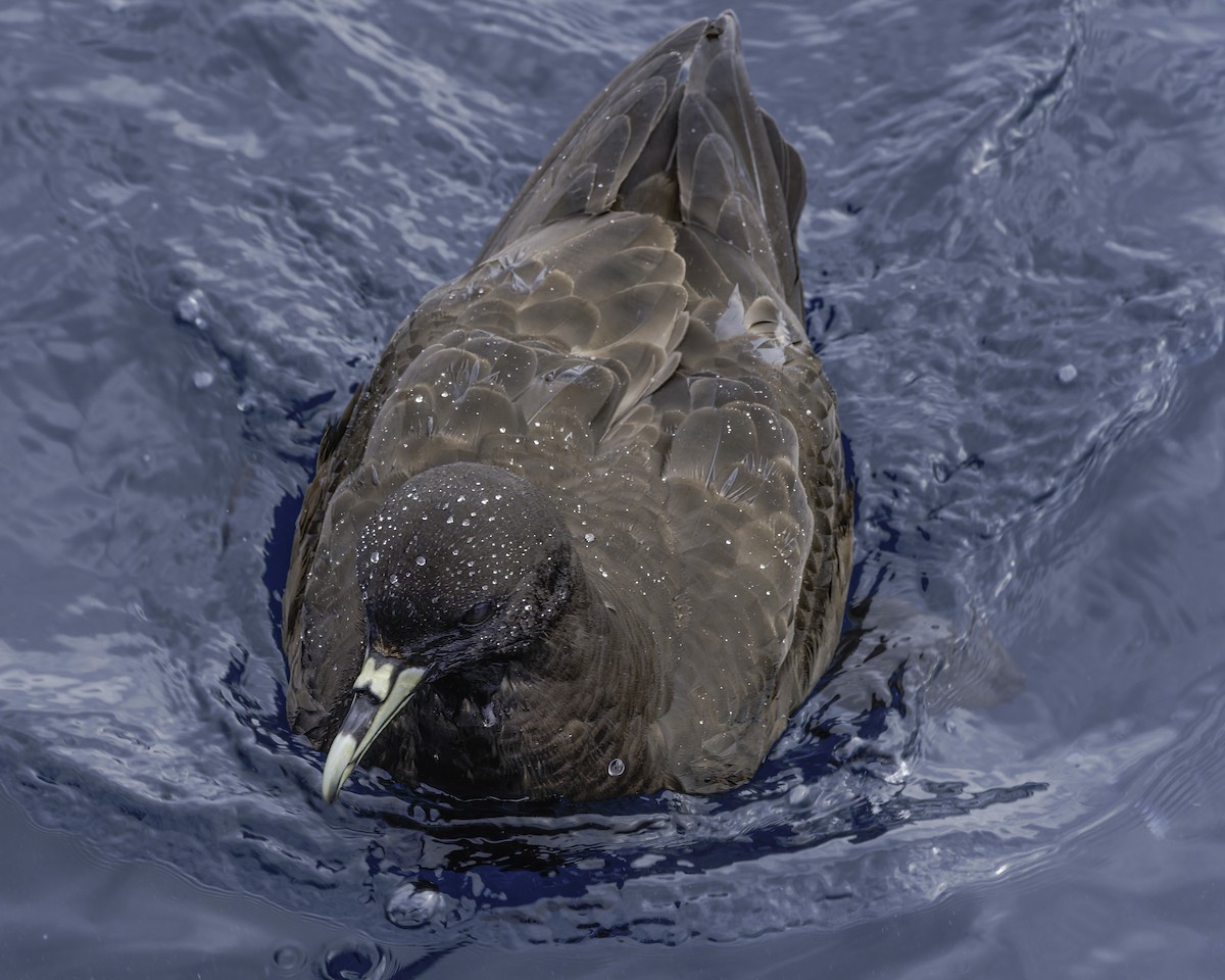 White-chinned Petrel - ML644818559