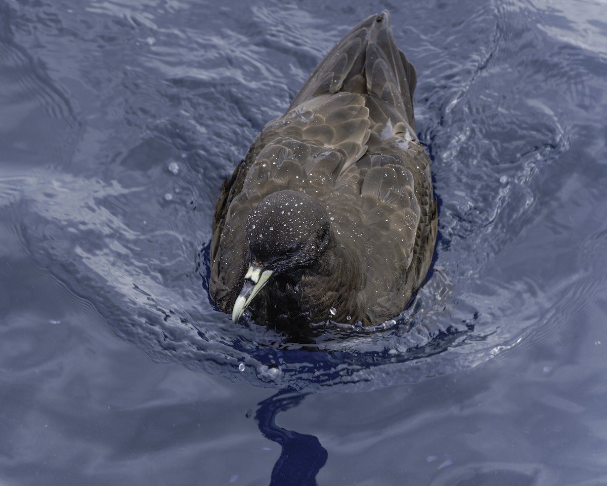 White-chinned Petrel - ML644818561
