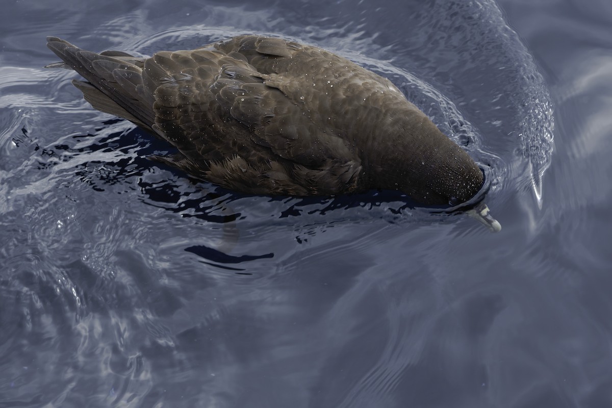 White-chinned Petrel - ML644818562