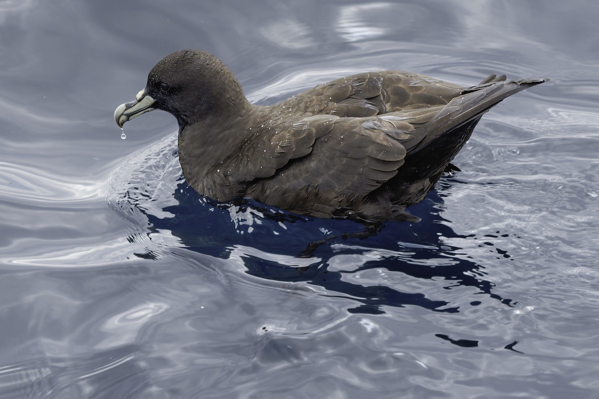 White-chinned Petrel - ML644818563