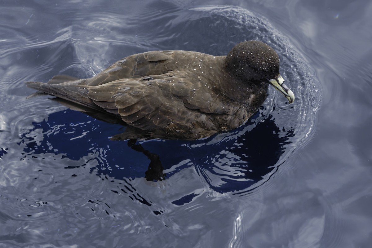 White-chinned Petrel - ML644818564