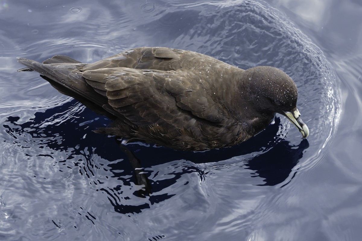 White-chinned Petrel - ML644818566
