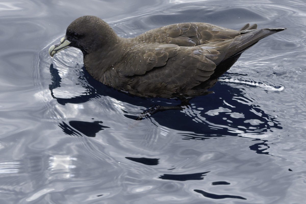 White-chinned Petrel - ML644818567
