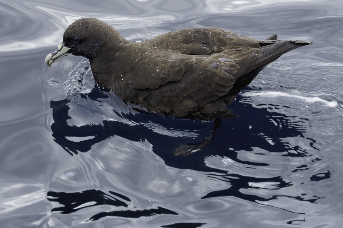White-chinned Petrel - ML644818568