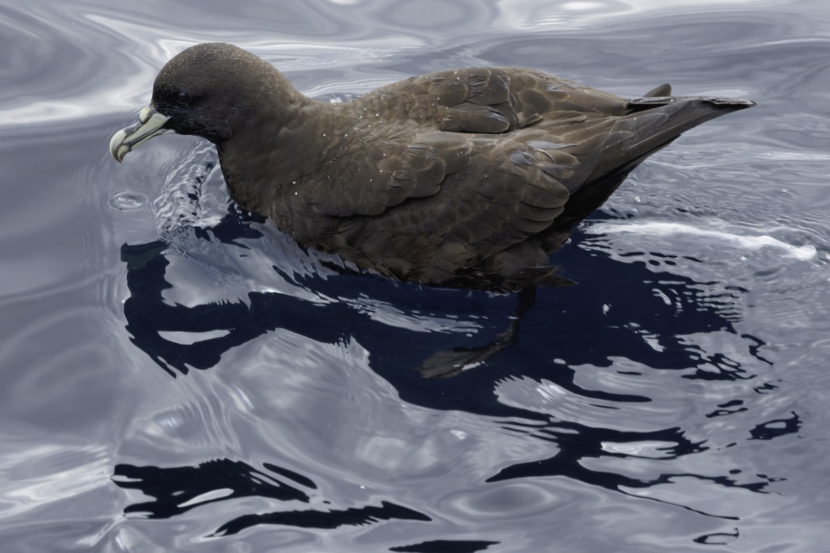 White-chinned Petrel - ML644818569