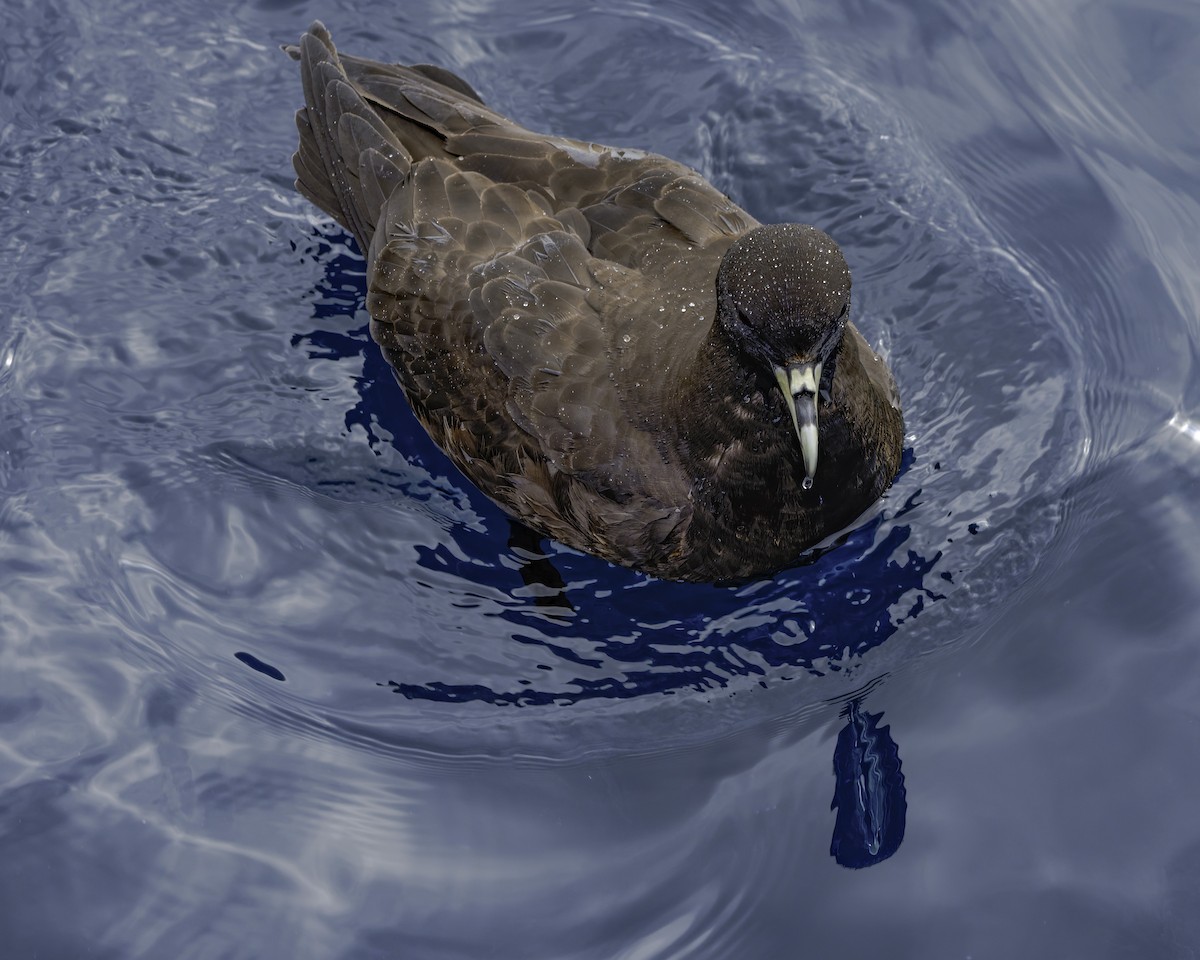 White-chinned Petrel - ML644818570