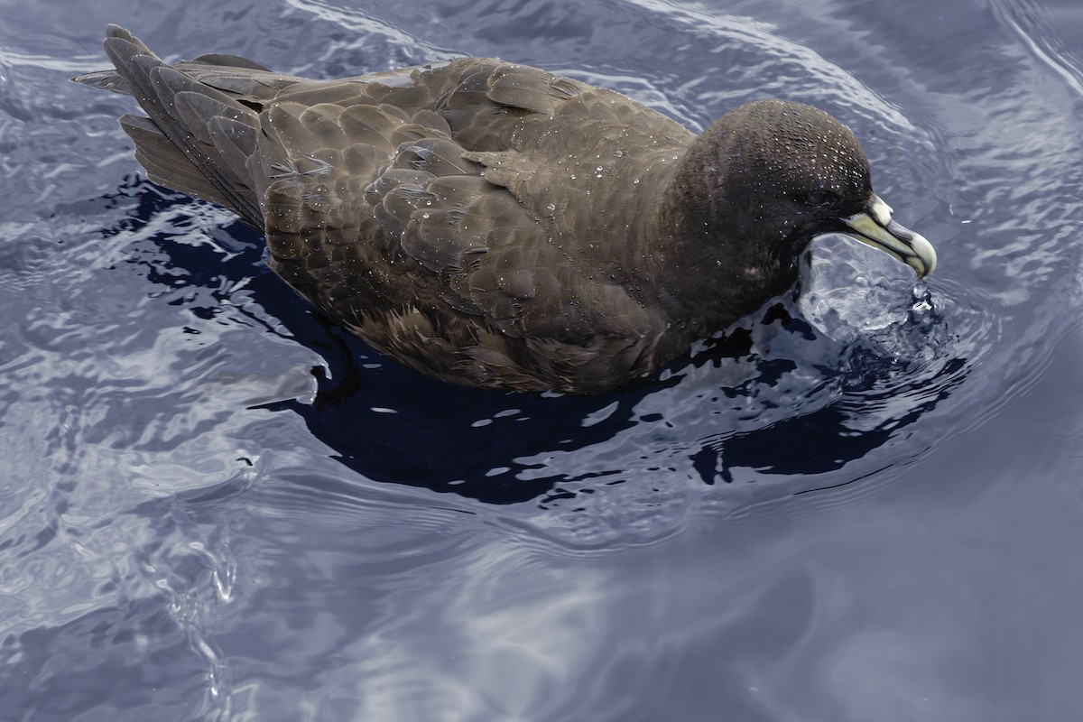 White-chinned Petrel - ML644818571