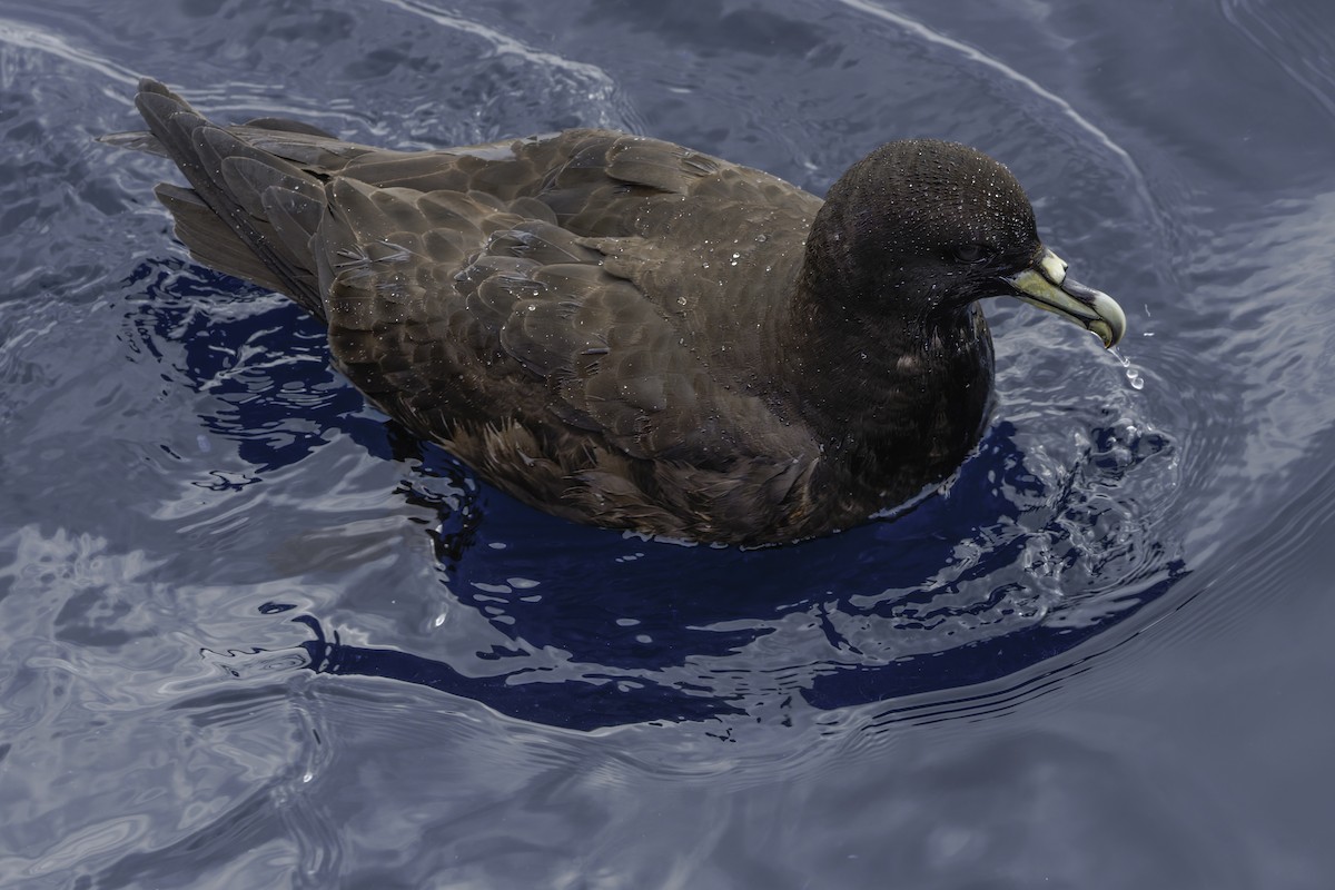 White-chinned Petrel - ML644818572