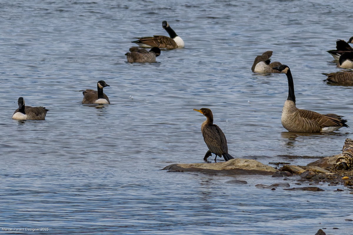 Баклан вухатий - ML644818573