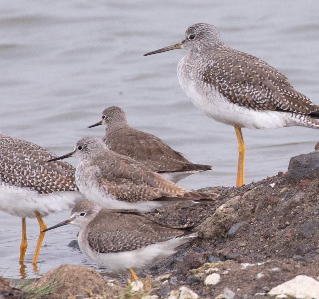 Greater Yellowlegs - ML644818578