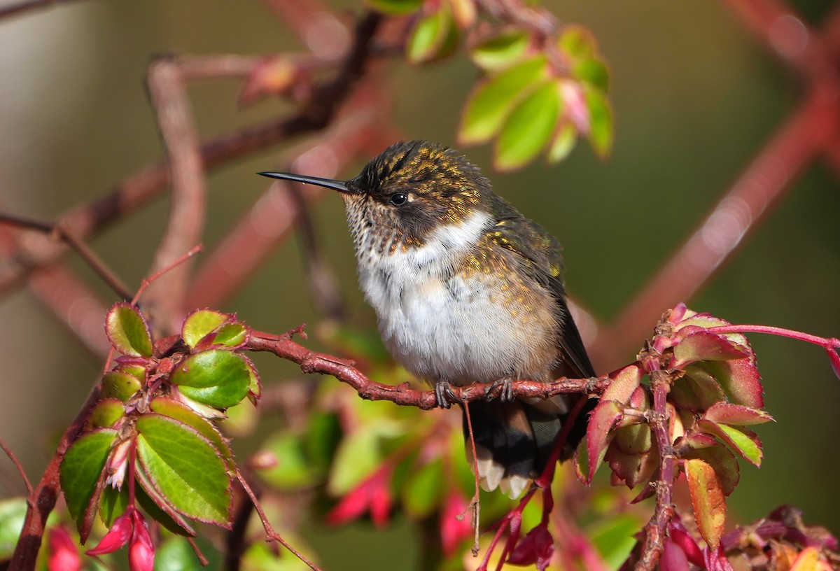 Volcano Hummingbird - ML644818583