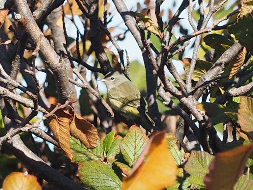 Orange-crowned Warbler - ML644818596