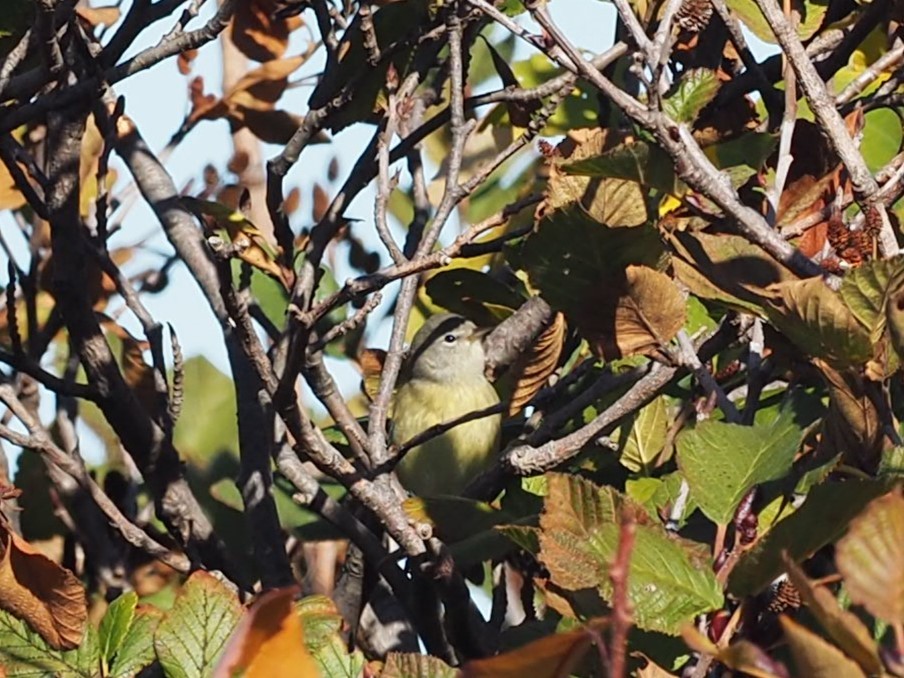 Orange-crowned Warbler - ML644818597