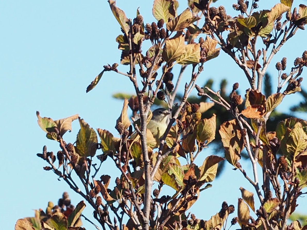 Orange-crowned Warbler - ML644818598