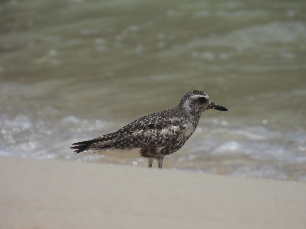 ダイゼン - ML644818614