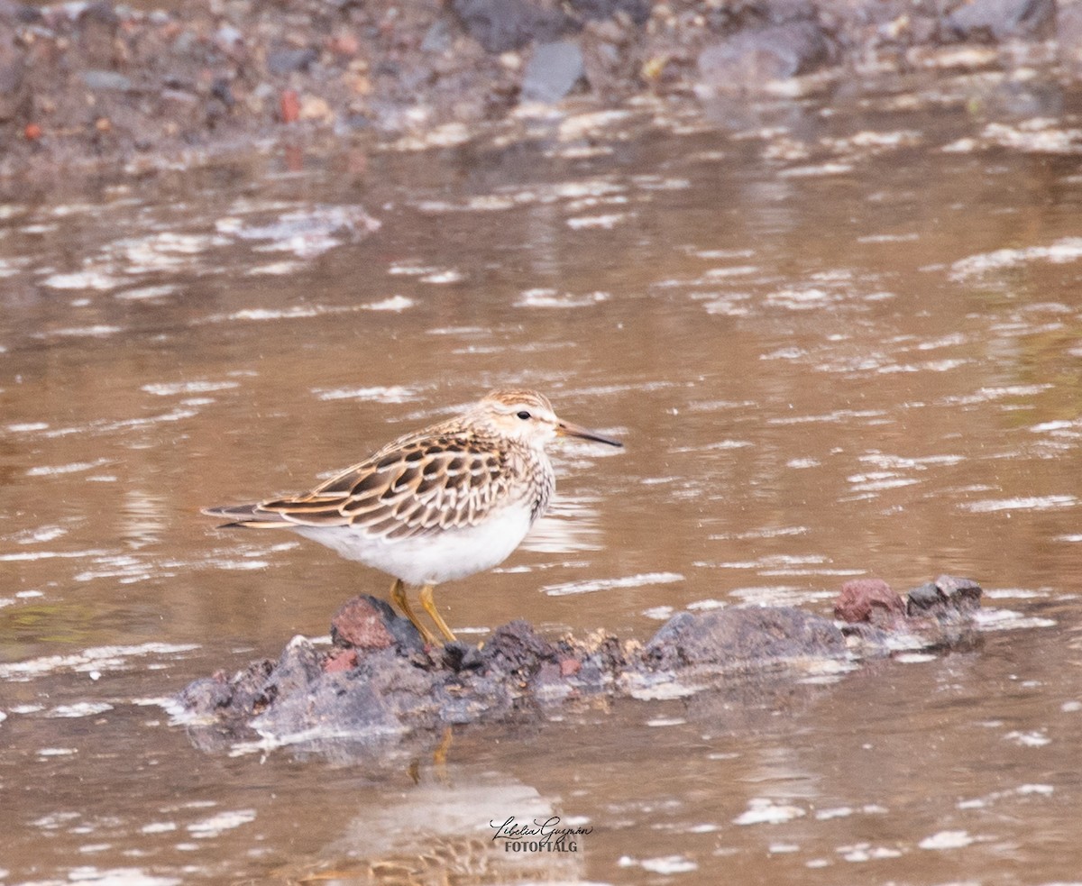 Pectoral Sandpiper - ML644818628