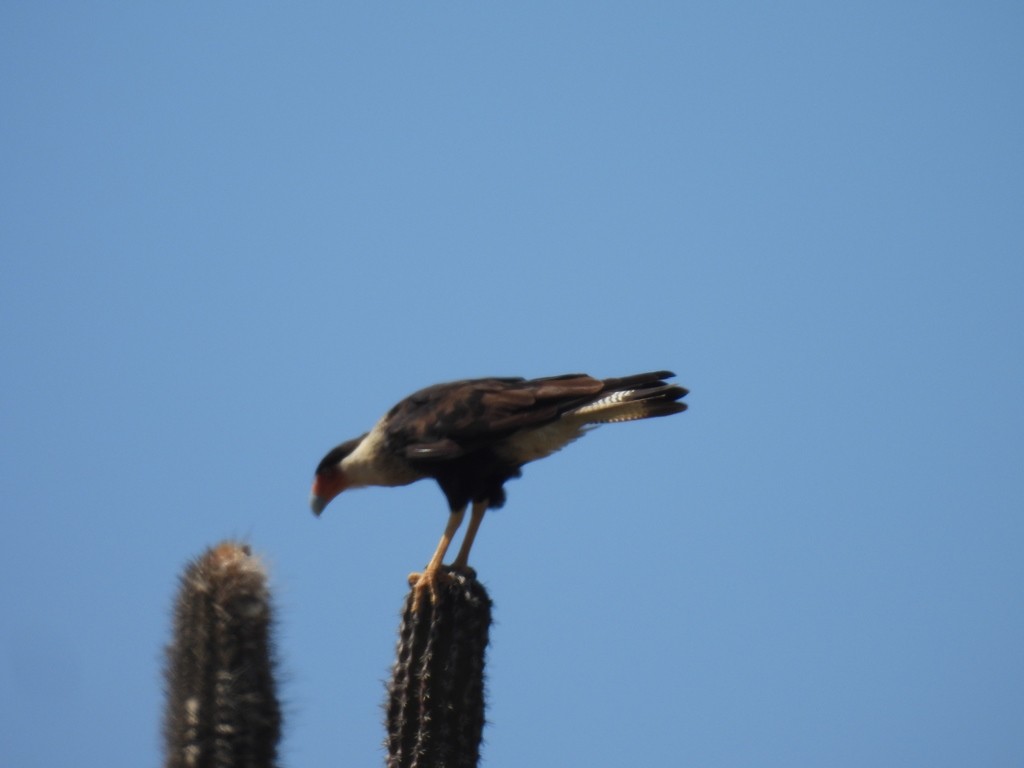 Schopfkarakara (Nordkarakara) - ML644818649