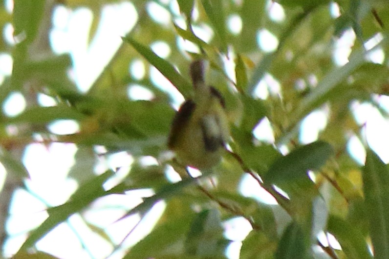 ויראו לבן-עין - ML644818650