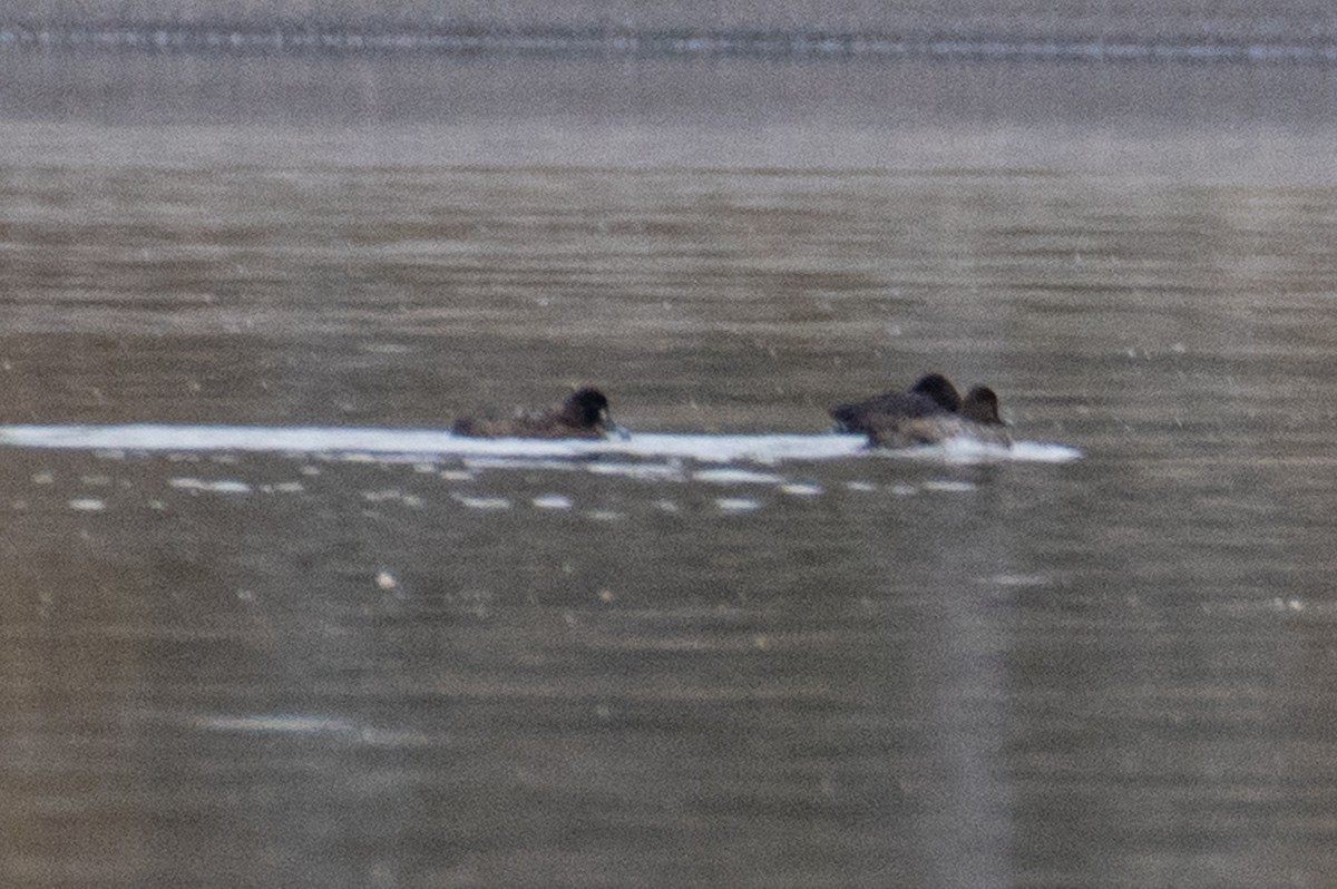 Greater/Lesser Scaup - ML644818652