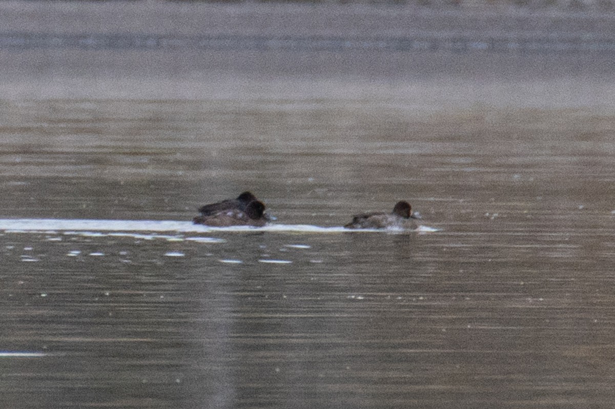 Greater/Lesser Scaup - ML644818653