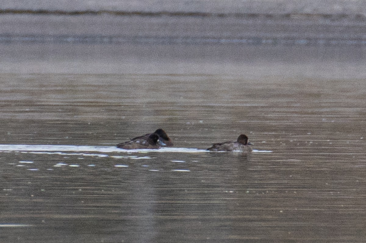 Greater/Lesser Scaup - ML644818654