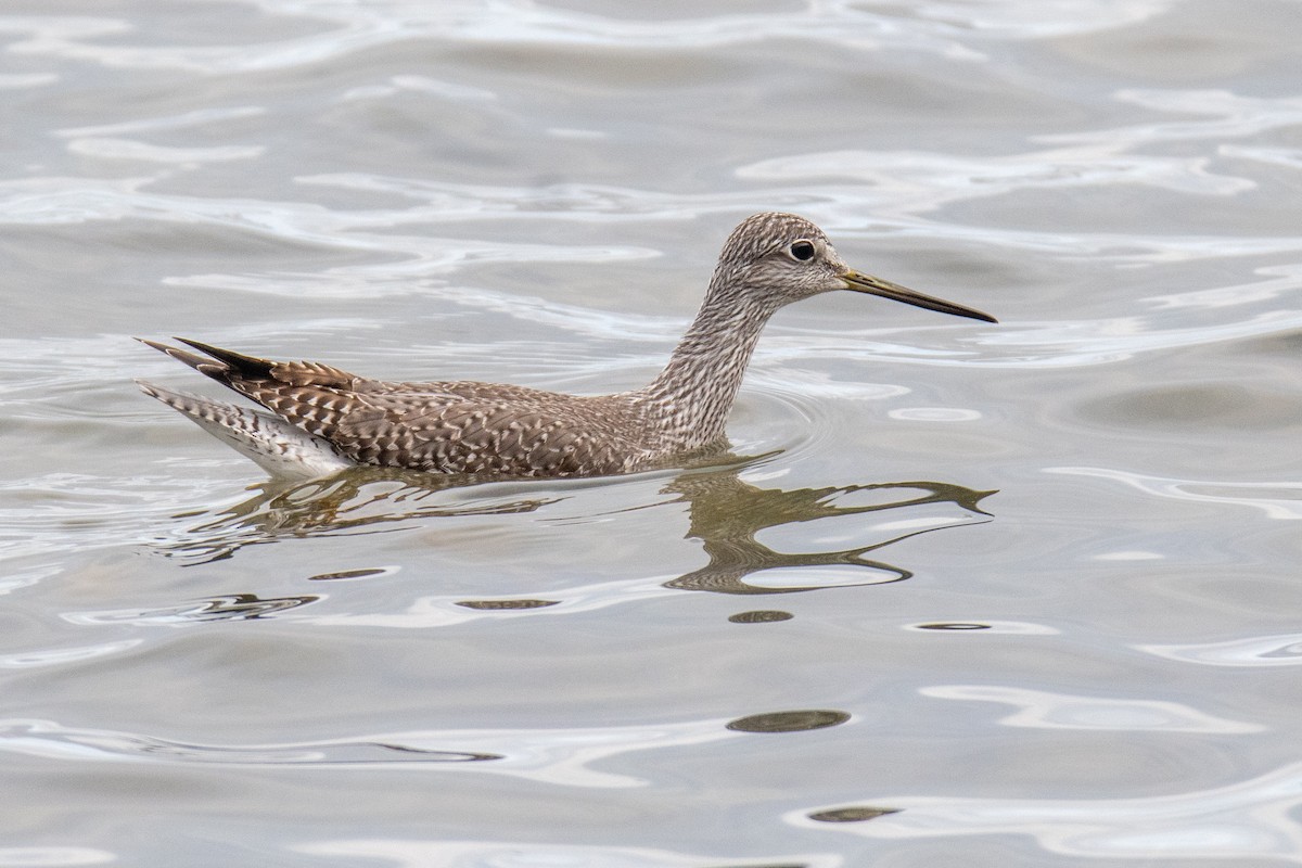 Greater Yellowlegs - ML644818655