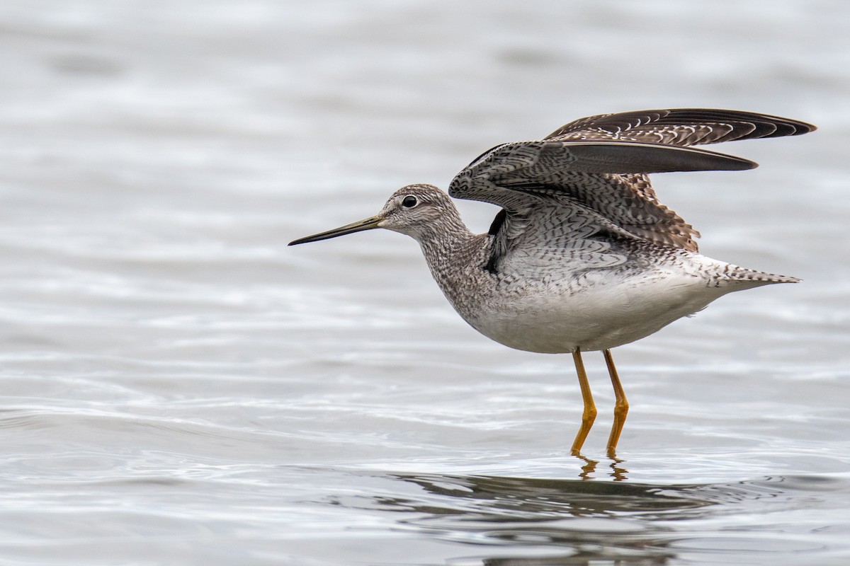 Greater Yellowlegs - ML644818656