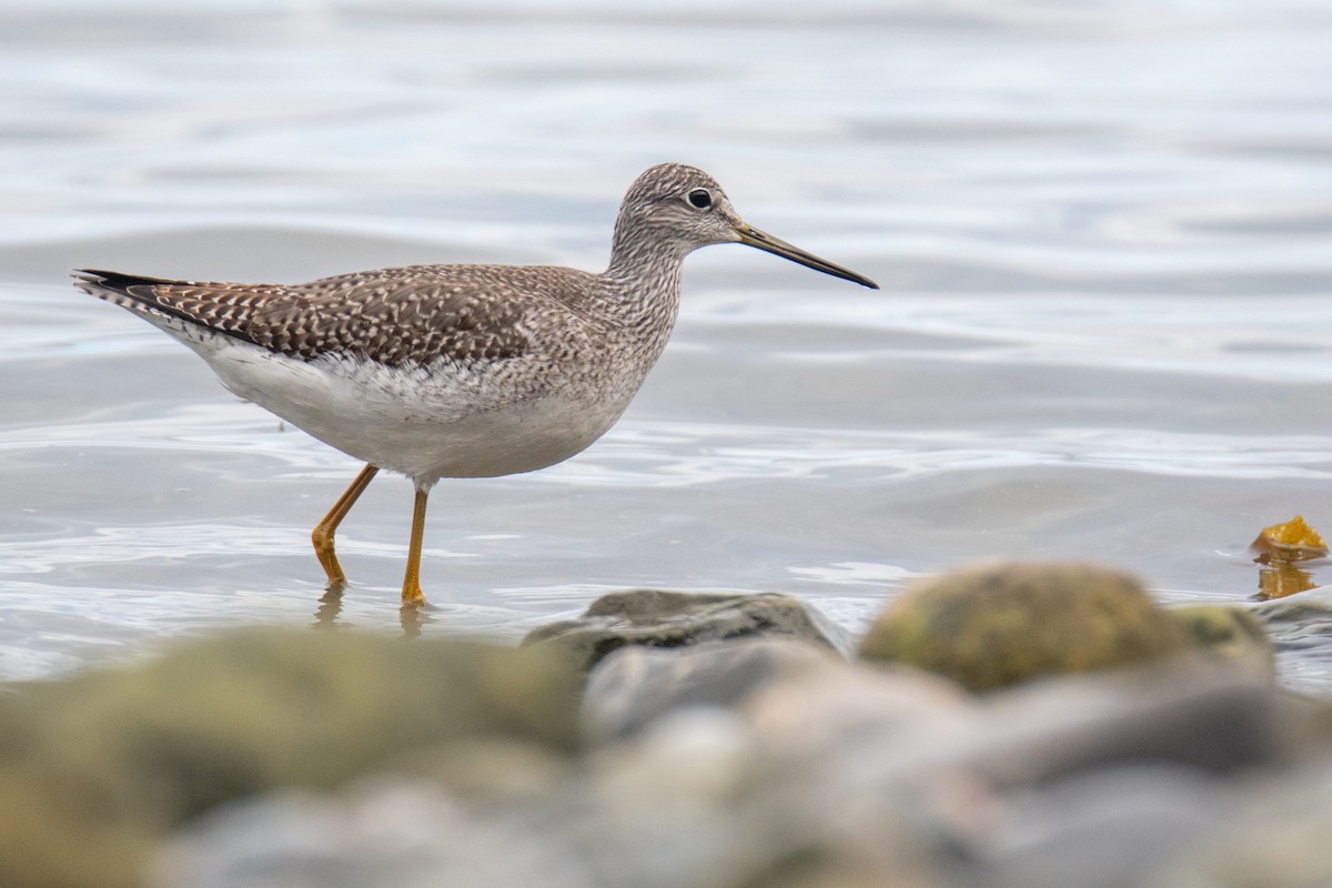 Greater Yellowlegs - ML644818657