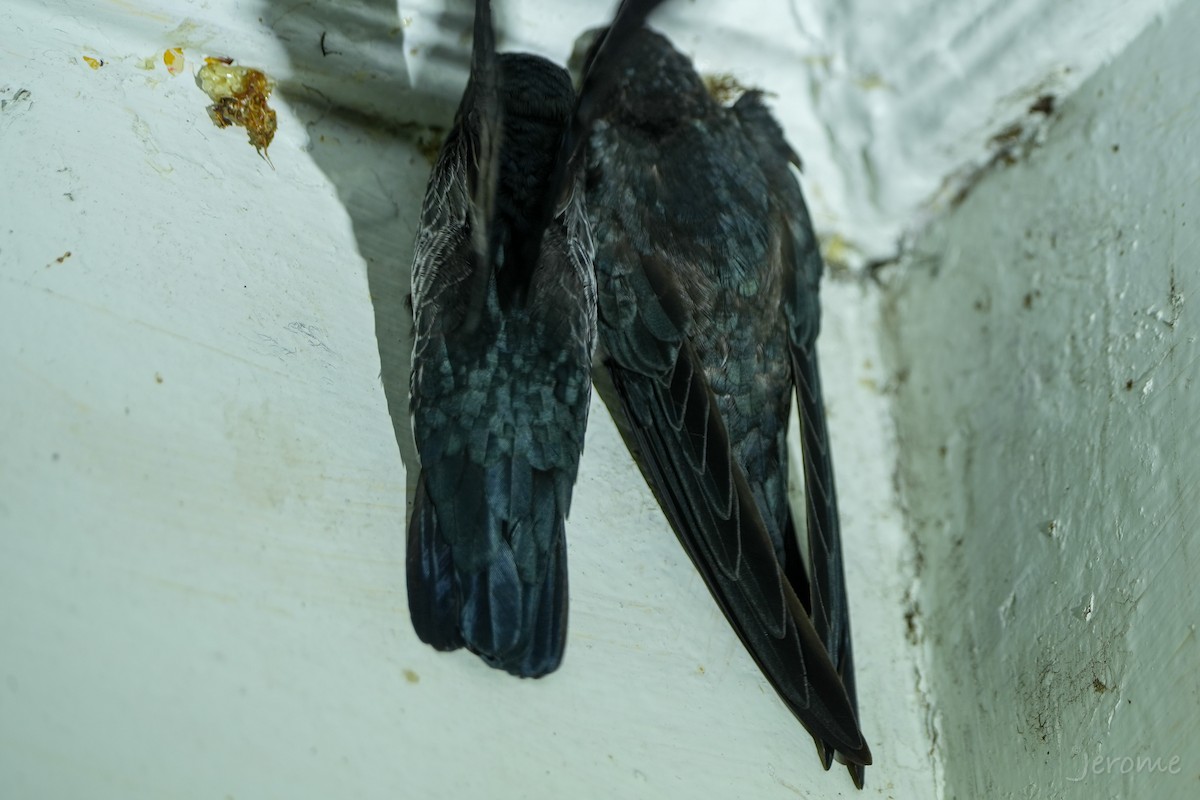 salangana světlebřichá - ML644818659