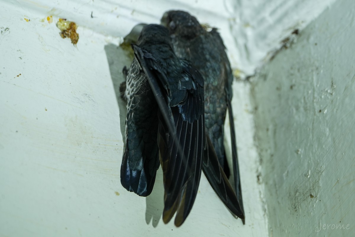 salangana světlebřichá - ML644818660