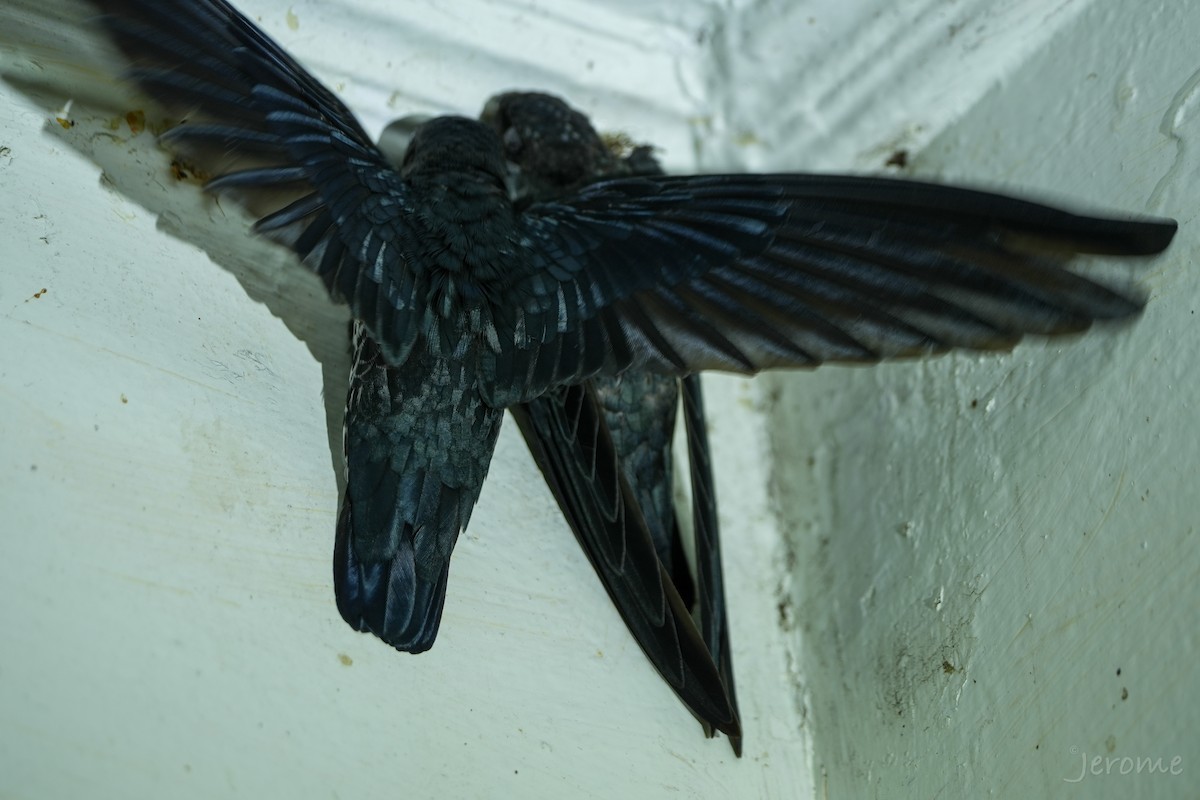 salangana světlebřichá - ML644818661