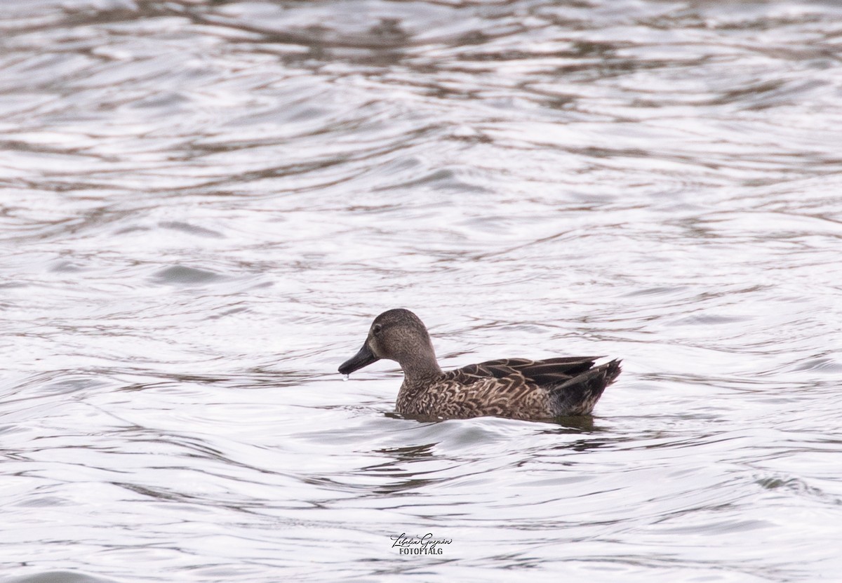 čírka modrokřídlá - ML644818662