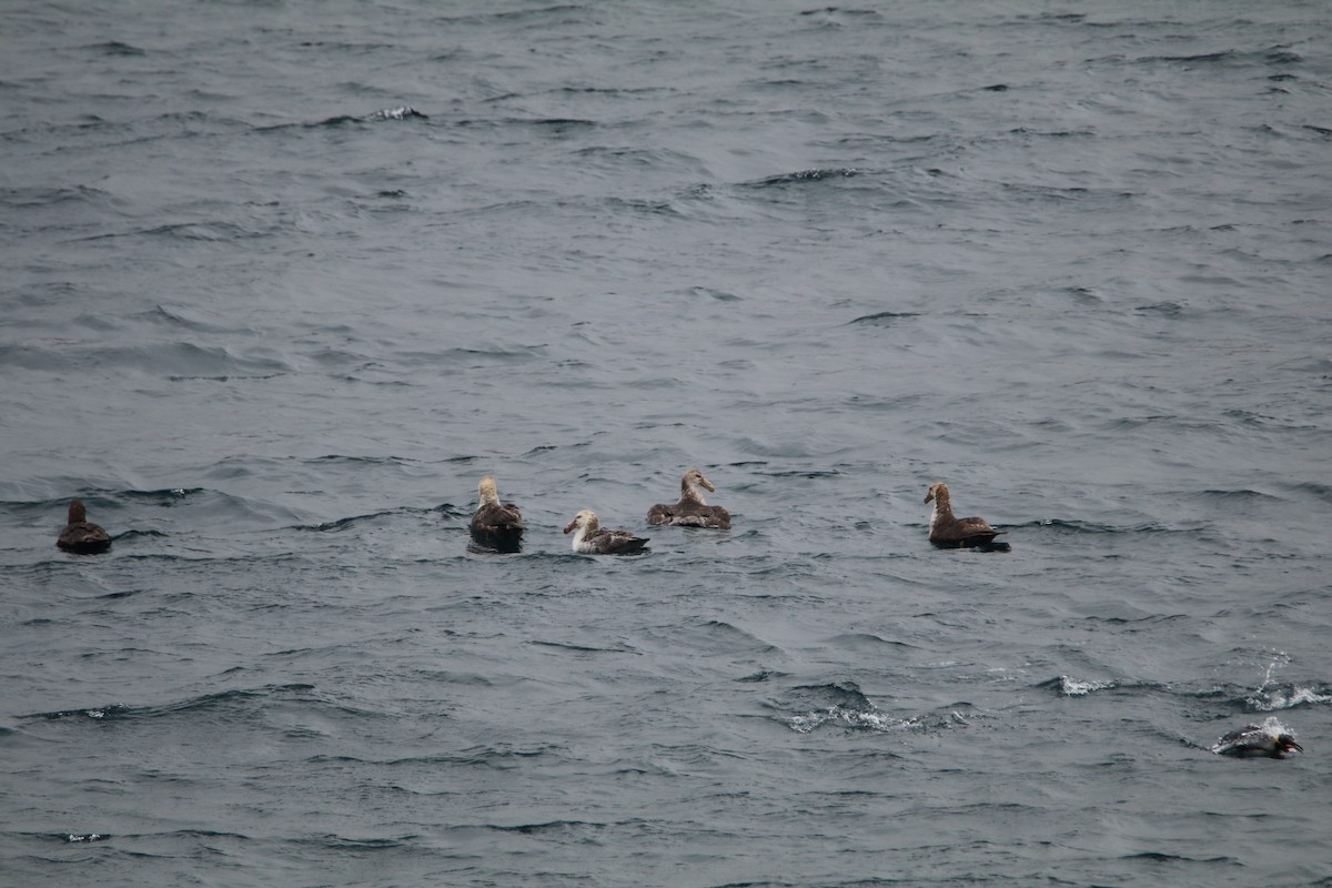 Southern Giant-Petrel - ML644818663
