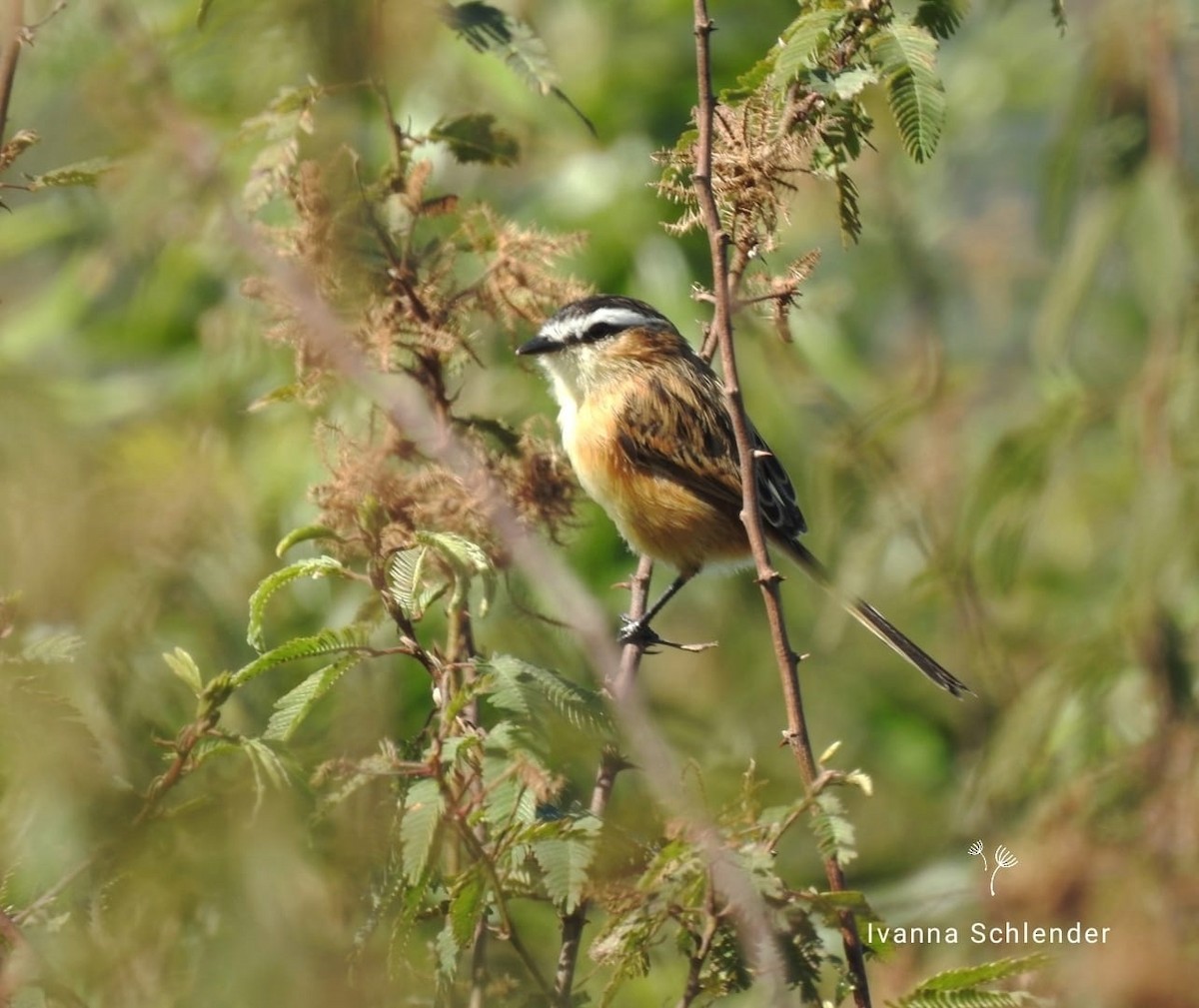 Sharp-tailed Tyrant - ML644818665