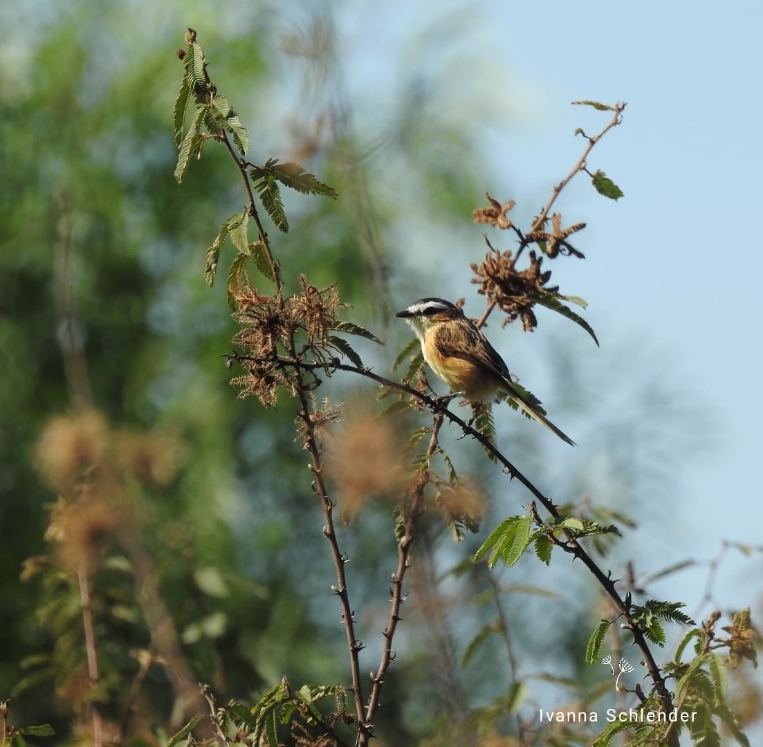 Sharp-tailed Tyrant - ML644818666
