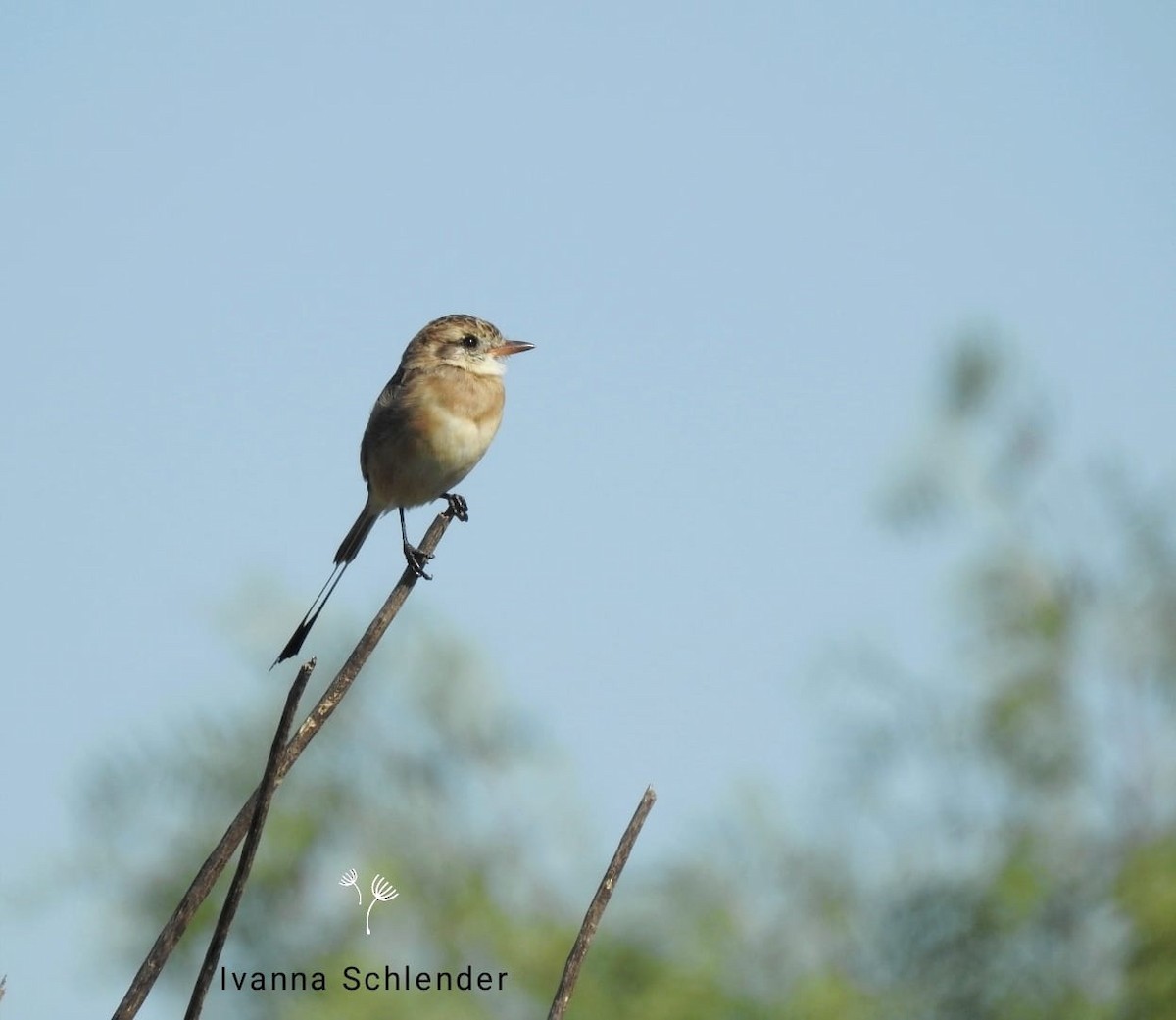 Strange-tailed Tyrant - ML644818668