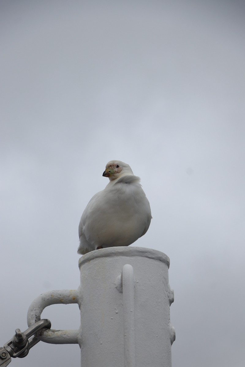Snowy Sheathbill - ML644818669