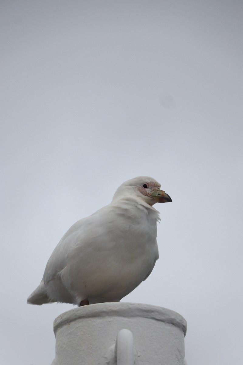 Snowy Sheathbill - ML644818670